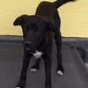 ANTONY -rundum tolles Hundekind-