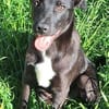 ANTONY -rundum tolles Hundekind-