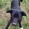 ANTONY -rundum tolles Hundekind-