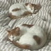 Patty & Spotty  liebe Schwestern suchen ihr  Zuhause