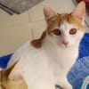 Patty & Spotty  liebe Schwestern suchen ihr  Zuhause