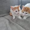 Patty & Spotty  liebe Schwestern suchen ihr  Zuhause