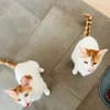 Patty & Spotty  liebe Schwestern suchen ihr  Zuhause