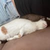 Patty & Spotty  liebe Schwestern suchen ihr  Zuhause