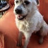 DIAMOND sucht sein Singlekörbchen