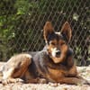 Laika - hofft auf ein warmes Körbchen