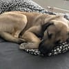 fröhlicher Junghund MYCROFT