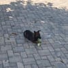 Sunshine sucht ihr Für immer Zuhause