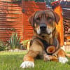 Charlie - großer Herzensbrecher