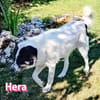 Hera - freundlich und menschenbezogen