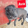 Ava sucht ein Zuhause