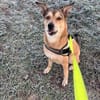 Bella sucht ein ruhiges Zuhause mit Herz und Verständnis
