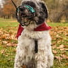 Pepe Plüschkanone sucht sein Zuhause...