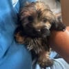 Cupcake💕ganz junges Hundekind