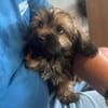 Cupcake💕ganz junges Hundekind