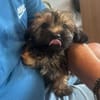 Cupcake💕ganz junges Hundekind