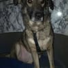 BELLA LUCY jetzt auf PS in 65597 Hünfelden