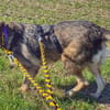 BELLA LUCY jetzt auf PS in 65597 Hünfelden