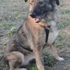 BELLA LUCY jetzt auf PS in 65597 Hünfelden
