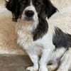 Narris, geb. ca. 01/2024, 23556 Lübeck