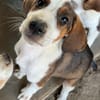 Joyce, geb. ca. 04/2026, 58739 Wickede
