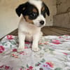 Welpe Niya sucht liebevolles Zuhause