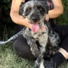 Leoni KK  tapfere Kämpferin sucht ihr Happy End 🐾