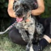 Leoni KK  tapfere Kämpferin sucht ihr Happy End 🐾