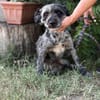 Leoni KK  tapfere Kämpferin sucht ihr Happy End 🐾