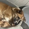 FIDO💕süßer Kerl, wartet schon so lang