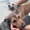 FIDO💕süßer Kerl, wartet schon so lang