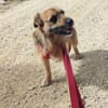 Merlin auf Pflegestelle