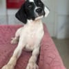 Milia, geb. ca. 05/2026, 58739 Wickede