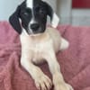 Milia, geb. ca. 05/2026, 58739 Wickede
