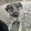 Jade - möchte endlich ankommen bei ihrer Familie