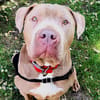 TYSON