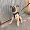 MATTI (Animalea)