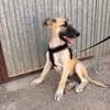 MATTI (Animalea)