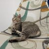 ROMINA