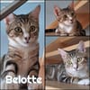 BELOTTE