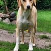 Quierlig, aktiv & liebenswert: Rocky eben
