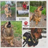 eigenwilliger Dackel Lero sucht....