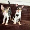 Lilo und Ariana aus dem Tierschutz