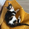 Lilo und Ariana aus dem Tierschutz