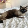 Älterer menschenbezog. Siam-Thai Kater- 12049 Berlin