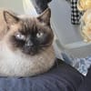 Älterer menschenbezog. Siam-Thai Kater- 12049 Berlin