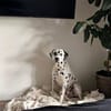 Sid sucht ein Zuhause/Pflegestelle