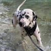 Sid sucht ein Zuhause/Pflegestelle