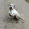Sid sucht ein Zuhause/Pflegestelle