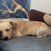 Max  liebes Zuhause gesucht